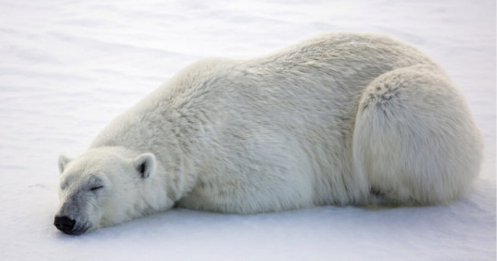 Adult Polar Bear