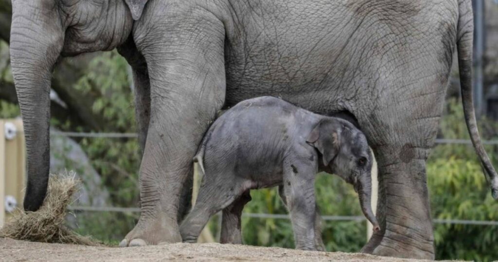 Newborn Elephant Calf