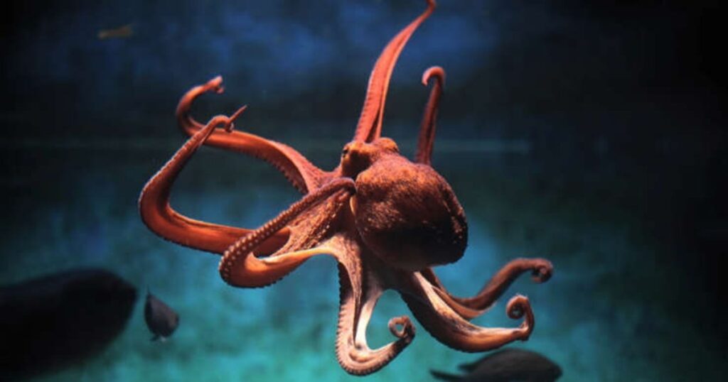 Two Pacific Giant Octopuses