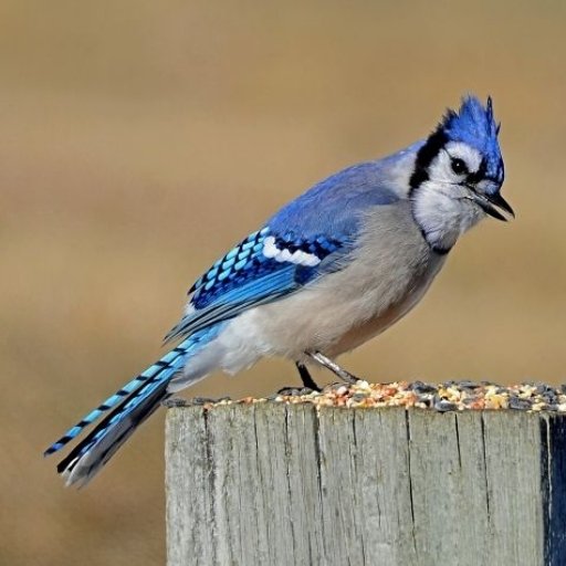 Blue Jay