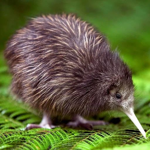 Small Kiwi
