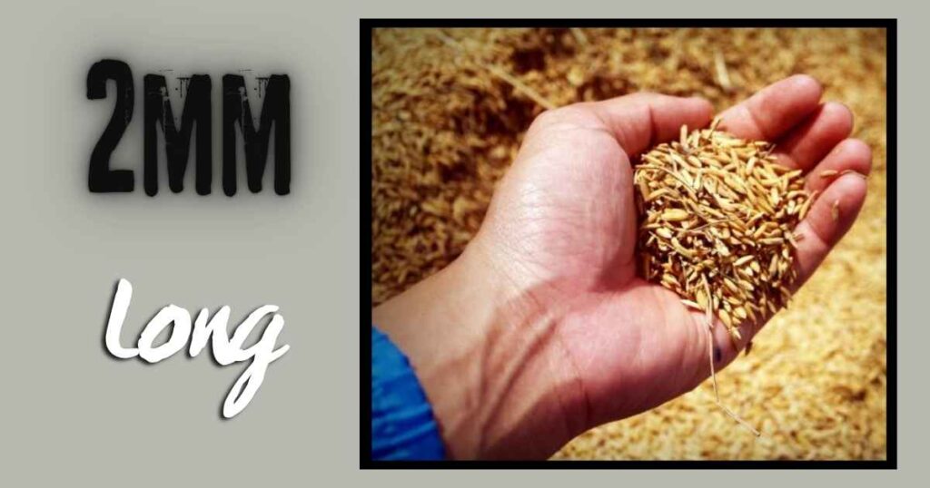 The Width of a Grain of Rice