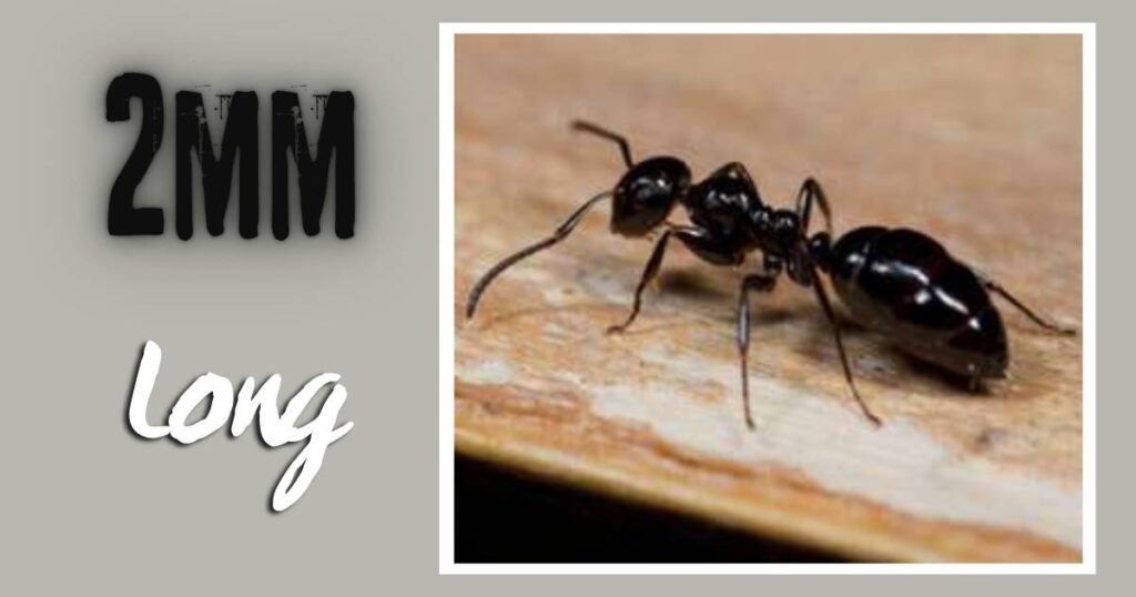 The Width of a Small Ant